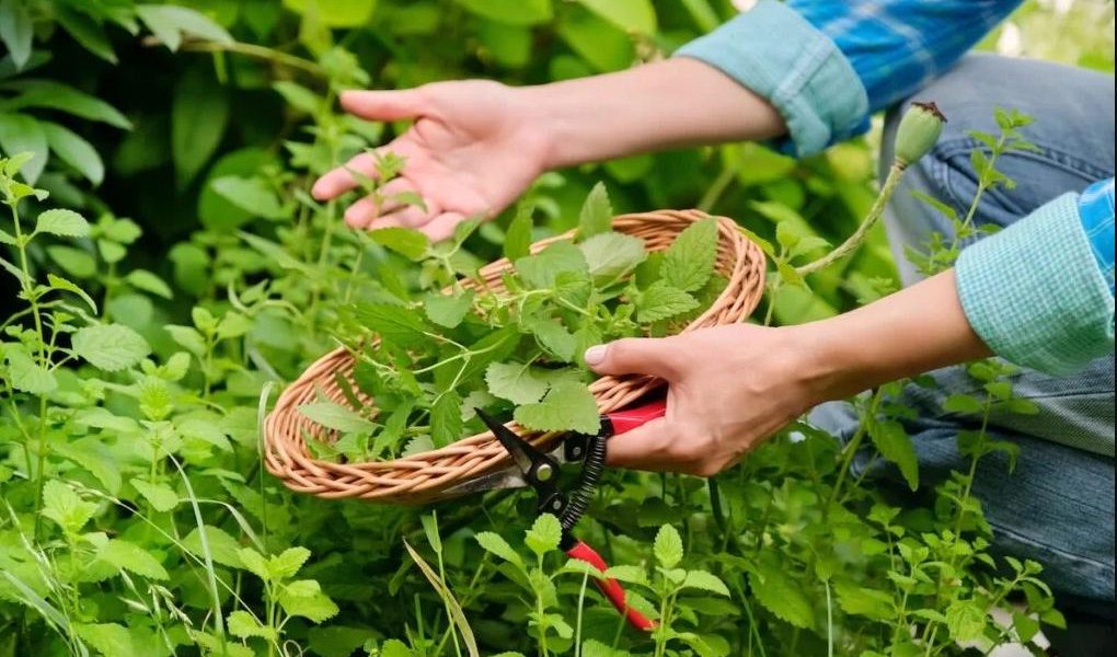 plantes médicinales